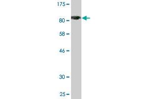Western Blot detection against Immunogen (80.