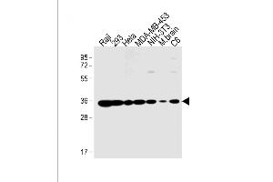 All lanes : Anti-PHB2 Antibody  at 1:1000 dilution Lane 1: Raji whole cell lysate Lane 2: 293 whole cell lysate Lane 3: Hela whole cell lysate Lane 4: MDA-MB-453 whole cell lysate Lane 5: NIH/3T3 whole cell lysate Lane 6: mouse brain lysate Lane 7: C6 whole cell lysate Lysates/proteins at 20 μg per lane. (Prohibitin 2 anticorps  (AA 225-255))