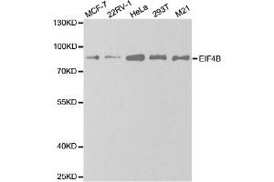 Western blot analysis of extracts of various cell lines, using EIF4B antibody. (EIF4B anticorps)