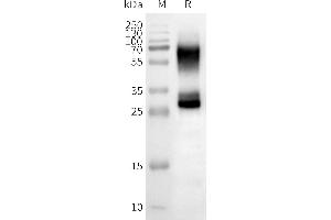 WB analysis of Human OR2B3-Nanodisc with anti-Flag monoclonal antibody at 1/5000 dilution, followed by Goat Anti-Rabbit IgG HRP at 1/5000 dilution