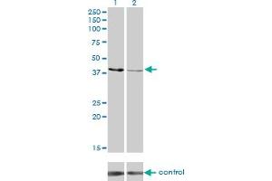 Western blot analysis of CKMT1B over-expressed 293 cell line, cotransfected with CKMT1B Validated Chimera RNAi (Lane 2) or non-transfected control (Lane 1).