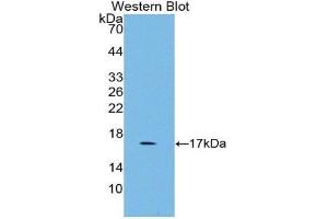 Western Blotting (WB) image for anti-Growth Differentiation Factor 3 (GDF3) (AA 253-366) antibody (ABIN1858988) (GDF3 anticorps  (AA 253-366))