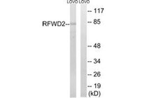 Western blot analysis of extracts from LOVO cells, using RFWD2 Antibody. (RFWD2 anticorps  (AA 661-710))