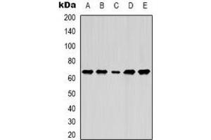 Western blot analysis of Lamin B1 expression in MCF7 (A), A549 (B), SKOV3 (C), mouse brain (D), mouse liver (E) whole cell lysates. (Lamin B1 anticorps)