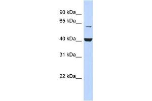 WB Suggested Anti-PIGK Antibody Titration:  0. (PIGK anticorps  (N-Term))