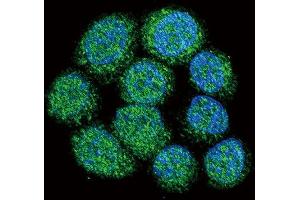 Confocal immunofluorescent analysis of BTK Antibody (Center) (ABIN392089 and ABIN2841846) with 293 cell followed by Alexa Fluor 488-conjugated goat anti-rabbit lgG (green).