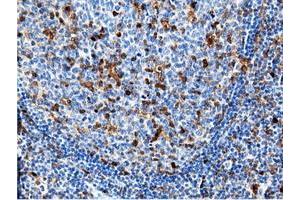 Image no. 7 for anti-5'-Nucleotidase Domain Containing 1 (NT5DC1) antibody (ABIN1499837)