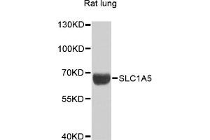 Western blot analysis of extracts of rat lung, using SLC1A5 antibody (ABIN6290957) at 1:1000 dilution. (SLC1A5 anticorps)