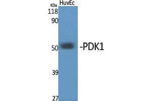 Western Blot (WB) analysis of specific cells using PDK1 Polyclonal Antibody. (PDPK1 anticorps  (Internal Region))