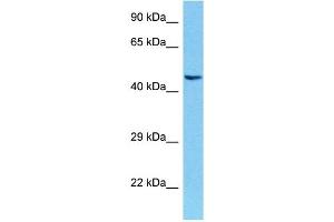 Host:  Mouse  Target Name:  POU4F1  Sample Tissue:  Mouse Brain  Antibody Dilution:  1ug/ml (POU4F3 anticorps  (Middle Region))
