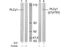 Image no. 1 for anti-phospholipase C, gamma 1 (PLCG1) (Tyr783) antibody (ABIN197319) (Phospholipase C gamma 1 anticorps  (Tyr783))