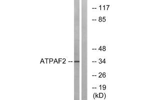 Western blot analysis of extracts from Jurkat cells, using ATPAF2 antibody. (ATPAF2 anticorps  (Internal Region))