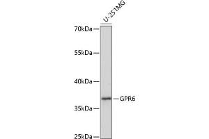 Western blot analysis of extracts of U-251MG cells, using GPR6 antibody (ABIN7267309) at 1:1000 dilution. (GPR6 anticorps  (AA 253-362))