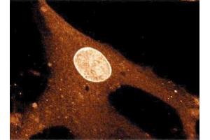 Immunofluorescent staining on WI38 cells. (NUP62 anticorps  (AA 24-178))