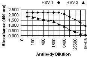 ELISA image for anti-Herpes Simplex Virus, Glycoprotein D (HSV gD) antibody (ABIN265572) (HSV gD anticorps)