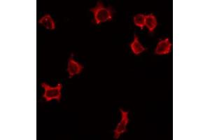 ABIN6268730 staining HepG2 by IF/ICC. (ITGA3 anticorps)