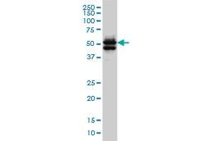 GATA2 monoclonal antibody (M03), clone 2F12 Western Blot analysis of GATA2 expression in Hela S3 NE . (GATA2 anticorps  (AA 1-102))
