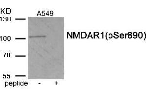 Western blot analysis of extracts from A549 tissue using Phospho-NMDAR1 (Ser890) antibody. (GRIN1/NMDAR1 anticorps  (pSer890))