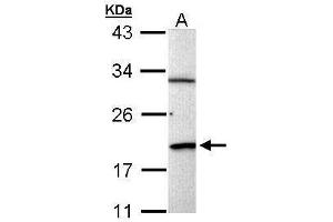 WB Image Sample (30 ug of whole cell lysate) A: Raji 12% SDS PAGE antibody diluted at 1:1000 (BCL2-Like 15 anticorps)