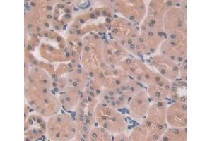 IHC-P analysis of kidney tissue, with DAB staining. (PTPN13 anticorps  (AA 1-161))