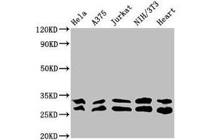 Western Blot Positive WB detected in: Hela whole cell lysate, A375 whole cell lysate, Jurkat whole cell lysate, NIH/3T3 whole cell lysate, Mouse heart tissue All lanes: YWHAE antibody at 3.