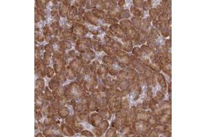 Immunohistochemical staining of human pancreas with HM13 polyclonal antibody  shows strong cytoplasmic positivity in exocrine cells at 1:200-1:500 dilution. (H13 anticorps)