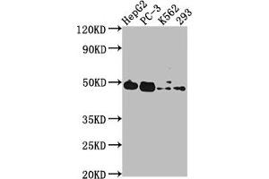 Western Blot Positive WB detected in: HepG2 whole cell lysate, PC-3 whole cell lysate, K562 whole cell lysate, 293 whole cell lysate All lanes: POGLUT1 antibody at 1:2000 Secondary Goat polyclonal to rabbit IgG at 1/50000 dilution Predicted band size: 47 kDa Observed band size: 47 kDa (POGLUT1 anticorps  (AA 132-392))