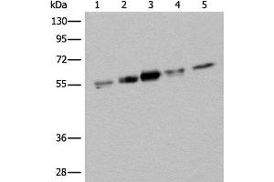 Western blot analysis of Hela HEPG2 231 A431 and Jurkat cell lysates using ZPR1 Polyclonal Antibody at dilution of 1:400 (ZNF259 anticorps)