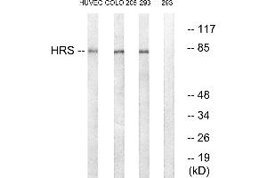 Western blot analysis of extracts from HUVEC cells, COLO cells and 293 cells, using HRS (Ab-334) antibody. (HRS (HRS) (Tyr334) anticorps)