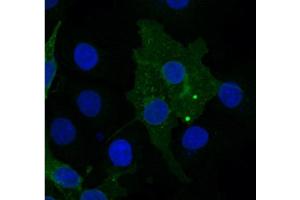 FZD10 Antibody    Sample type:  COS7 cells transfected with chick FZD10   Primary Ab dilution:  1:333   Secondary Ab:  anti-rabbit-Cy2   Secondary Ab dilution:  1:500   Blue:  DAPI   Green: FZD10   Data submitted by:  Lisa Galli/Laura Burrus  San Francisco State University (FZD10 anticorps)