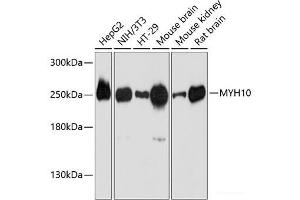 Western blot analysis of extracts of various cell lines using MYH10 Polyclonal Antibody at dilution of 1:3000. (MYH10 anticorps)