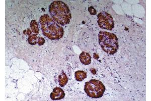 Immunohistochemistry staining of human pancreas (paraffin-embedded sections) with anti-human to C-peptide of Proinsulin (C-PEP-01).