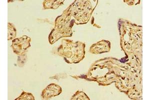 Immunohistochemistry of paraffin-embedded human placenta tissue using ABIN7160145 at dilution of 1:100 (ABHD2 anticorps  (AA 31-320))
