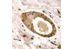 Immunohistochemistry of paraffin-embedded human normal breast using TOR1A antibody at dilution of 1:200 (400x lens). (TOR1A anticorps)