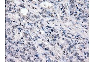 Image no. 1 for anti-P450 (Cytochrome) Oxidoreductase (POR) antibody (ABIN1497747) (POR anticorps)