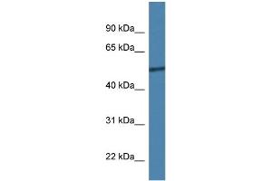 WB Suggested Anti-Rcor2 Antibody   Titration: 1. (Rcor2 anticorps  (C-Term))