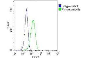 Overlay histogram showing Hela cells stained with (ABIN6242462 and ABIN6577177)(green line).