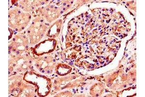 Immunohistochemistry of paraffin-embedded human kidney tissue using ABIN7151222 at dilution of 1:100