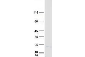Polymerase (RNA) II (DNA Directed) Polypeptide H (POLR2H) protein (Myc-DYKDDDDK Tag)