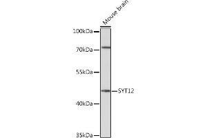 Western blot analysis of extracts of Mouse brain, using SYT12 Rabbit pAb (ABIN7270678) at 1:1000 dilution. (SYT12 anticorps  (AA 95-200))