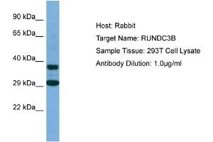 Host: Rabbit Target Name: RUNDC3B Sample Type: 293T Whole Cell lysates Antibody Dilution: 1. (RUNDC3B anticorps  (C-Term))