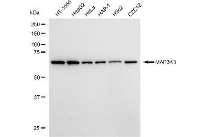 anti-Mitogen-Activated Protein Kinase Kinase Kinase 3 (MAP3K3) antibody