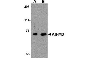 Western Blotting (WB) image for anti-Apoptosis-Inducing Factor, Mitochondrion-Associated, 3 (AIFM3) (Middle Region) antibody (ABIN1030847) (AIFM3 anticorps  (Middle Region))