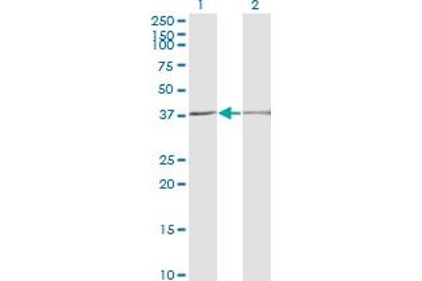 SCP2 antibody  (AA 1-143)