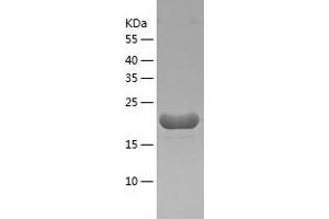 Western Blotting (WB) image for Fibroblast Growth Factor 7 (FGF7) (AA 32-194) protein (His tag) (ABIN7122947) (FGF7 Protein (AA 32-194) (His tag))