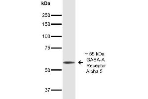 Western Blot analysis of Mouse Brain showing detection of ~55 kDa GABA A Receptor Alpha 5 protein using Mouse Anti-GABA A Receptor Alpha 5 Monoclonal Antibody, Clone S415-24 . (GABRA1 anticorps  (Cytoplasmic Domain) (Atto 594))