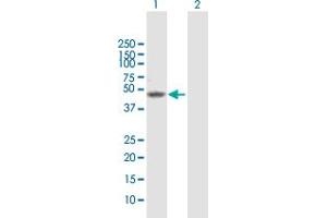 Western Blot analysis of PAX6 expression in transfected 293T cell line by PAX6 MaxPab polyclonal antibody.