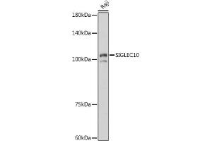 Western blot analysis of extracts of Raji cells, using SIGLEC10 antibody (ABIN7270292) at 1:1000 dilution. (SIGLEC10 anticorps)