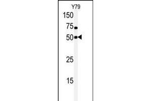 Western blot analysis of anti-hCLK1-C84 Pab in Y79 cell line lysate. (CLK1 anticorps  (N-Term))