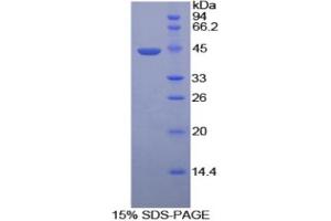 SDS-PAGE analysis of Mouse HYAL2 Protein. (HYAL2 Protéine)